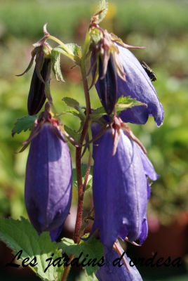 Campanula punctata sarasto 